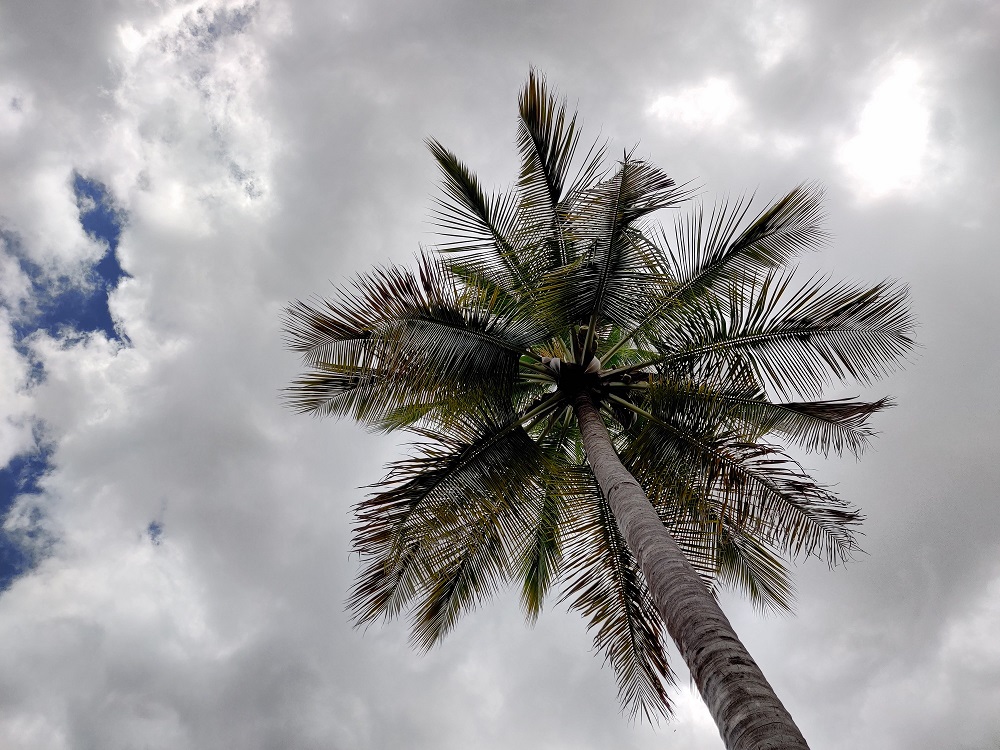 The Gari Resorts Coconut Tree