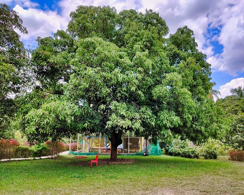 Mango Trees at Gari