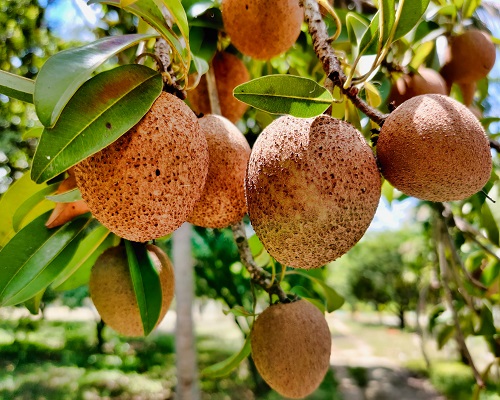 Chikoo Fruits at Gari