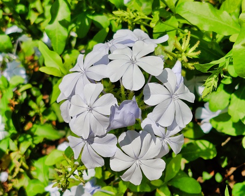 Flowers at Gari